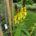Senna didymobotrya